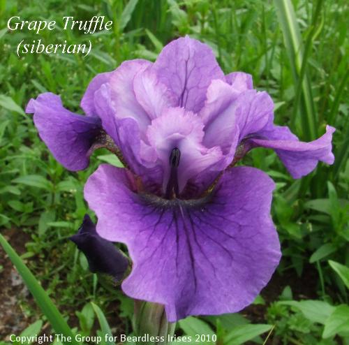 Grape Truffle
